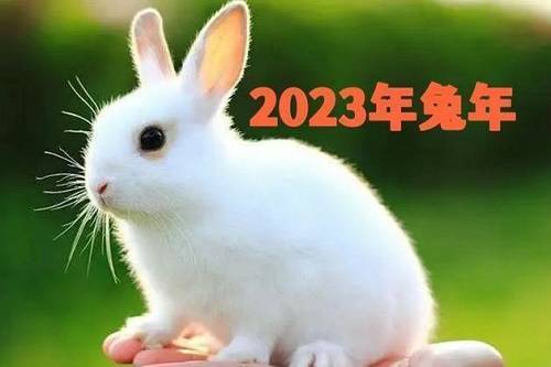 2023年兔是金命还是水命
